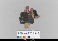 藏品(中國湖北皮影戲偶頭-雜)的圖片